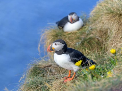 Puffin