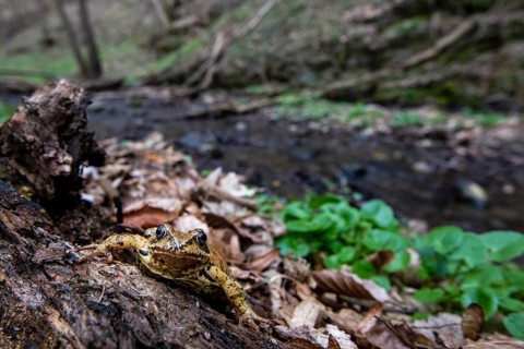 Agile frog