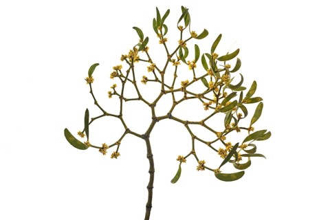 White berried mistletoe