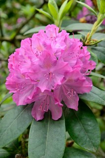 Rhododendron Park Bad Sassendorf