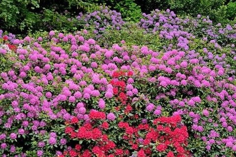 Rhododendron Park Bad Sassendorf