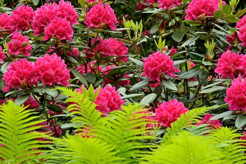 Rhododendron Park Bad Sassendorf