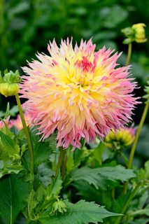Deer antler dahlia