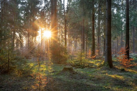 Spruce forest