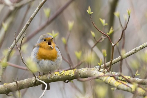 European robin