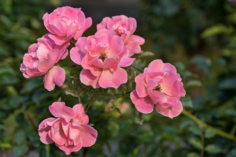 Dog rose and also dog rose