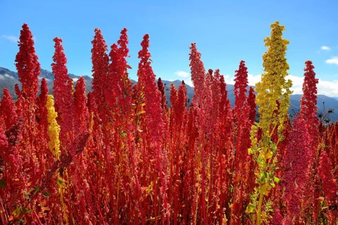 Panicles of ripe quinoa