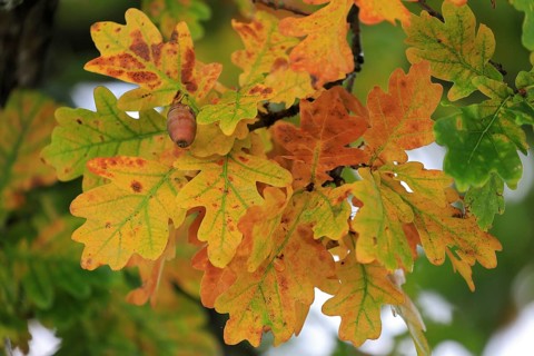 Oak