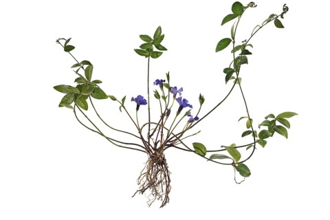 Lesser periwinkle