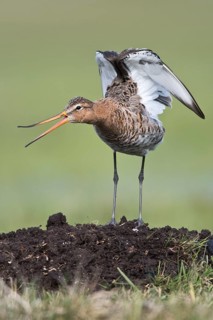 Black-tailed godwit