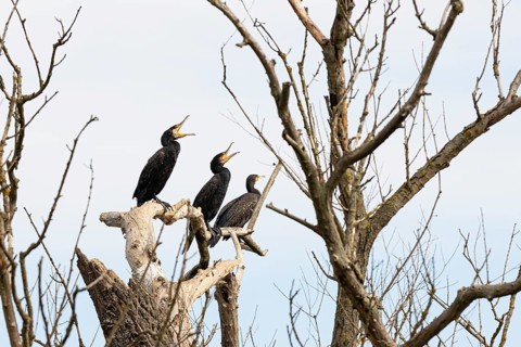 Great cormorant
