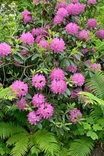 Rhododendron Park Bad Sassendorf