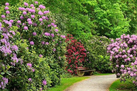 Rhododendron Park Bad Sassendorf