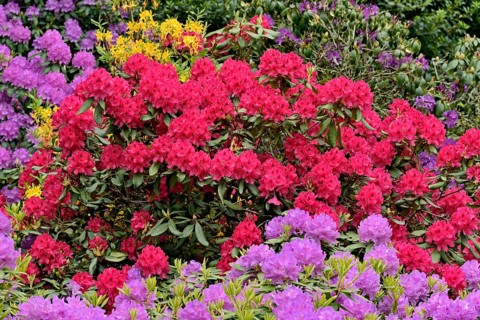 Rhododendron Park Bad Sassendorf