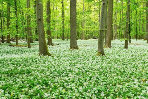 Blooming wild garlic