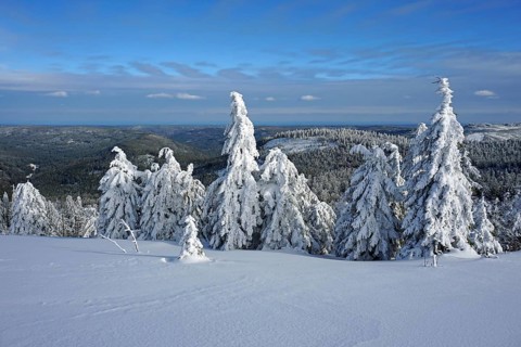 Snow-covered firs in winter landscape