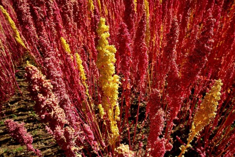 Panicles of ripe quinoa