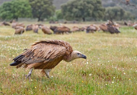 Griffon vulture