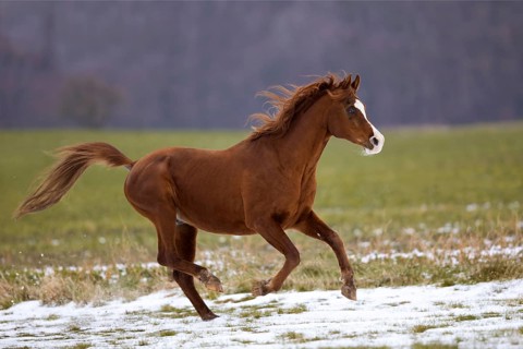 Thoroughbred Arabian stallion galloping over the snow in winter on the pasture
