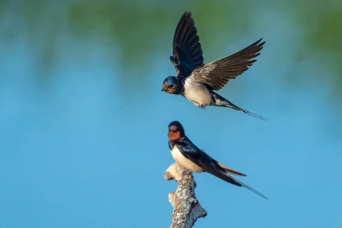 Barn swallow