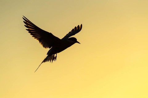 Silhouette of a Arctic tern