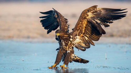 Flying white-tailed eagle