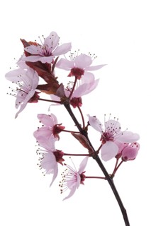 Branch of a flowering blood plum