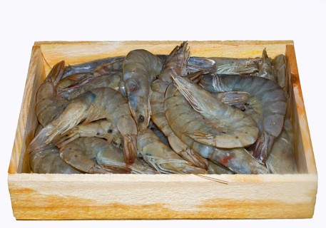 White tiger prawns