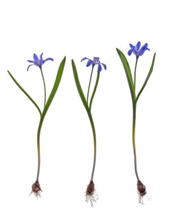 Squills