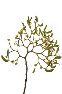 White berried mistletoe