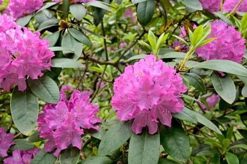Rhododendron Park Bad Sassendorf