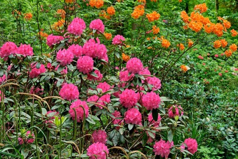 Rhododendron Park Bad Sassendorf
