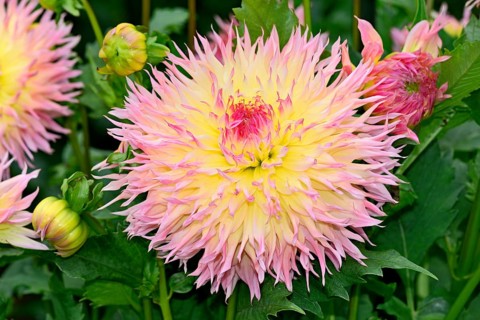 Deer antler dahlia