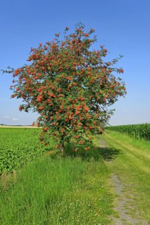 European rowan