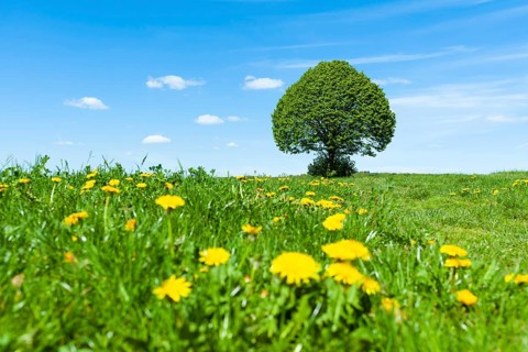 Linden tree