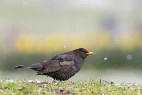 Blackbird