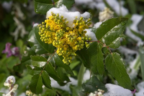 Holly
