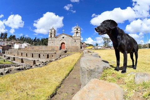 Dog on the walls of the Inca Temple of the Sun with colonial cathedral on top
