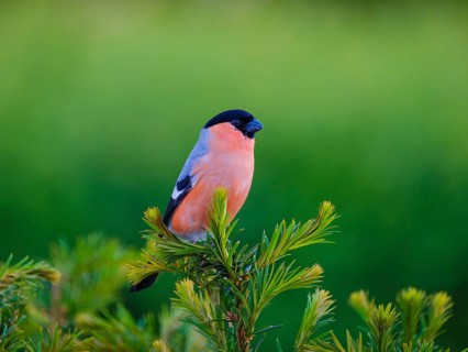 Eurasian bullfinch