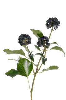 Ivy
