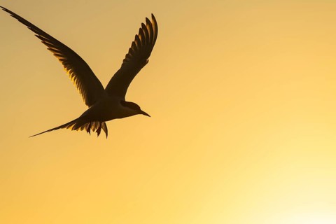 Silhouette of a Arctic tern
