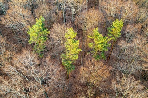 Drone image