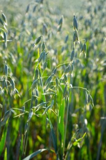 Oats