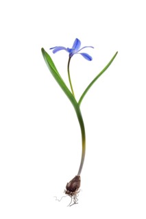 Squill
