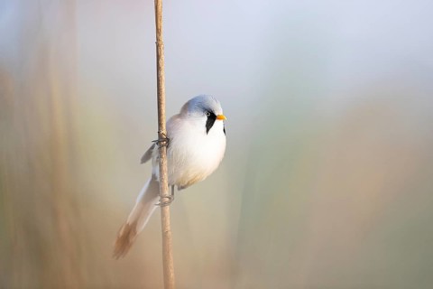 Bearded reedling