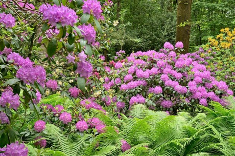 Rhododendron Park Bad Sassendorf