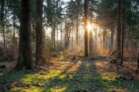 Spruce forest