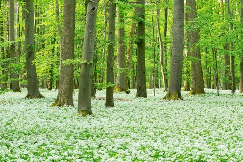 Blooming wild garlic