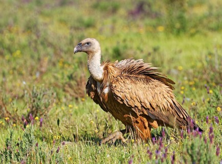 Griffon vulture
