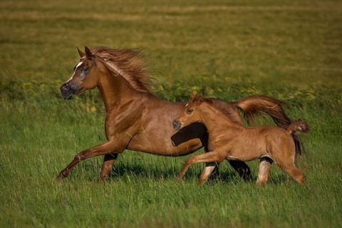 Arabian foal galloping together with the mother mare in spring on the meadow